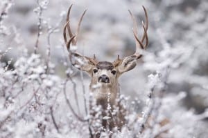 Wild Life Photography