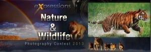 Expressions nature & wildlife photography contest 2013