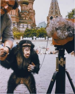 Chimpanzee photographer PTTL