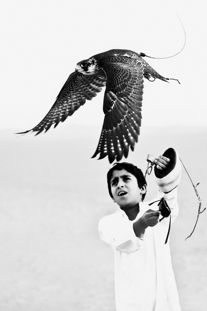 Emirates Photography Competition little falcon