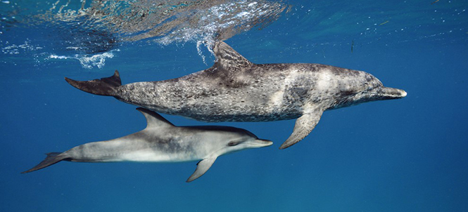national-geographic-dolphin-nassau