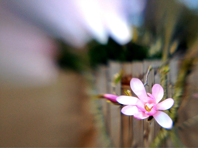 Lensbaby Creative Focus Lens