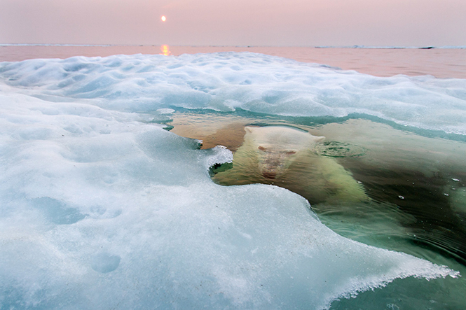 The Ice Bear, Hudson Bay, Manitoba, Καναδάς