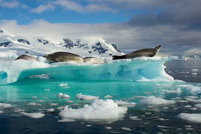 Seals On Iceberg, Ανταρκτική 