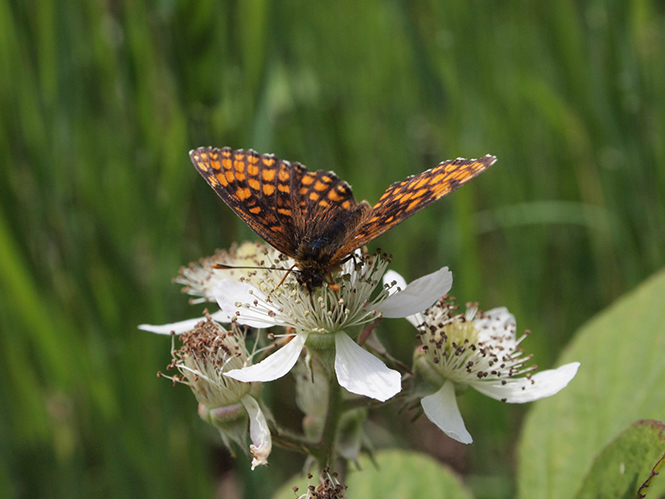 Heath Fritillary Butterfly, East Blean Woods, Kent, Αγγλία