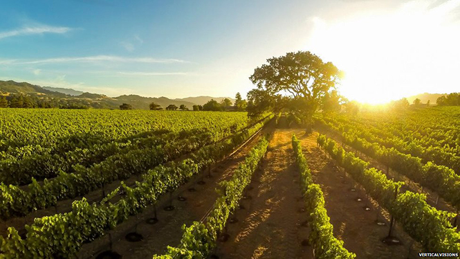 Sunset on the vineyard, Santa Inez, California Sunset on the vineyard, Santa Inez, California