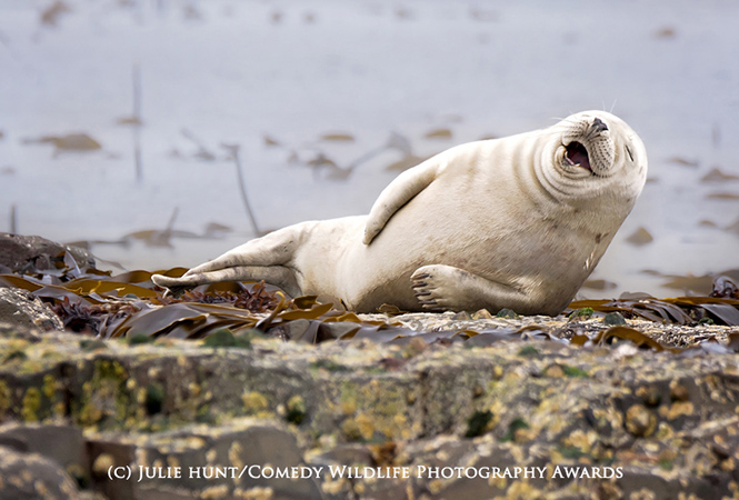 HIGHLY COMMENDED Comedy Wildlife Photography Awards