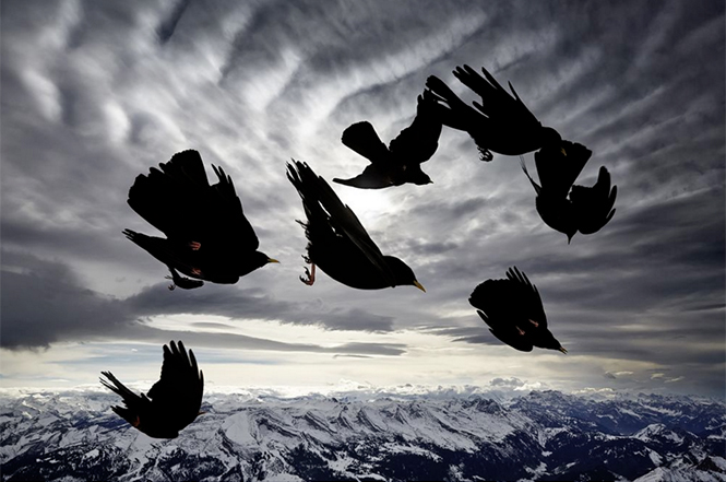 Acrobats of the Air, (ένα σμήνος πουλιών Pyrrhocorax graculus στην Ελβετία), Alessandra Meniconzi