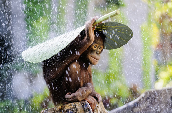 Orangutan in the Rain (ένας ουρακοτάγκος στη βροή στην Ινδονησία), Andrew Suryono
