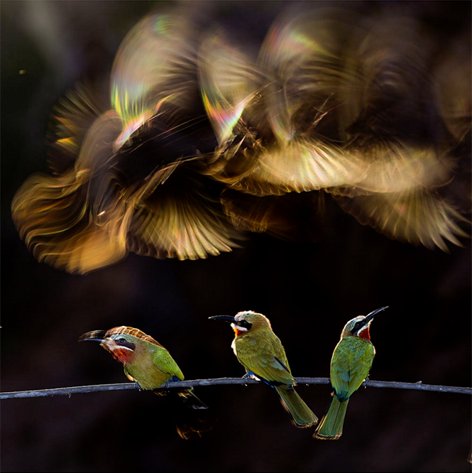Colorful Chaos (μελισσοφάγοι στη Νότιο Αφρική, σε ένα κλαδί, με μερικούς να πετάνε από πάνω και τα φτερά τους να αποκτούν τα χρώματα του ουράνιου τόξου), Bence Mate