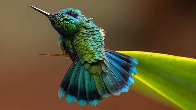Green Violetear. Photo: Barbara Driscoll/Audubon Photography Awards 