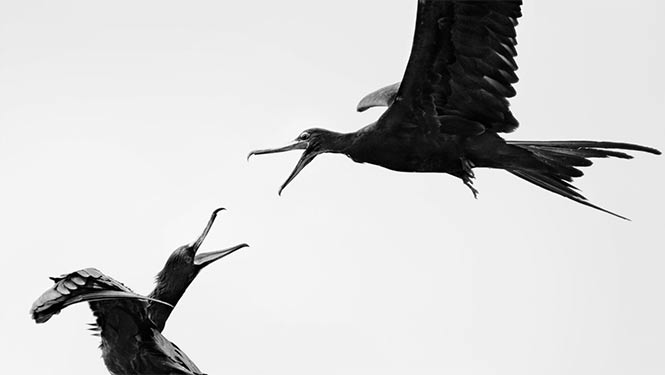 Great Frigatebirds. Photo: Carolina Anne Fraser/Audubon Photography Awards 
