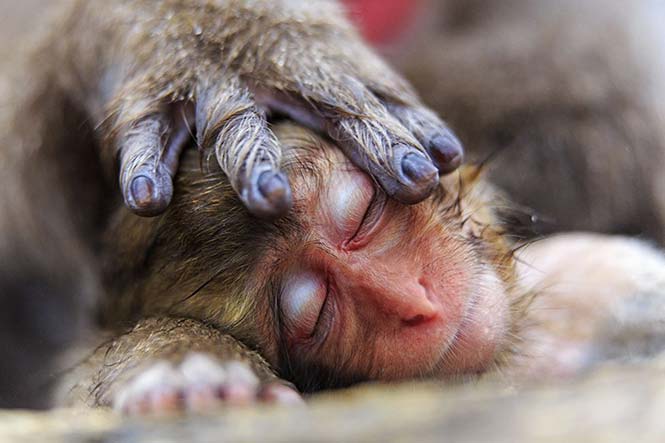 Το χέρι της μητέρας μία μικρής μαϊμούς του γένους Μακάκος. Alain Mafart Renodier, Γαλλία