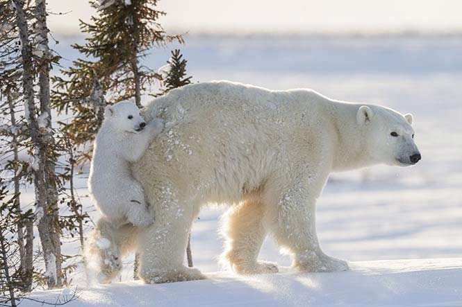 Μία μικρή πολική αρκούδα σκαρφαλώνει στη μητέρα της για να αποφύγει το βαθύ χιόνι. Daisy Gilardini, Ελβετία