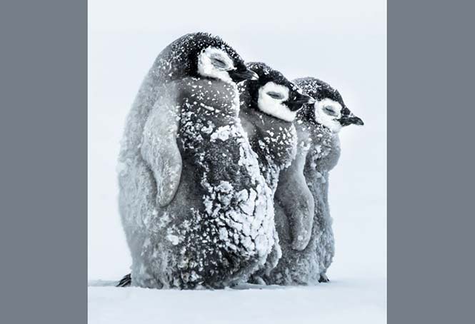 Μωρά αυτοκρατορικού πιγκουίνου στην Ανταρκτική. Gunther Riehle, Γερμανία