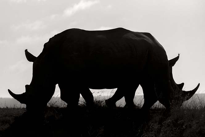 Δύο λευκοί ρινόκεροι στη Νότιο Αφρική. Rudi Hulshof, Νότιος Αφρική