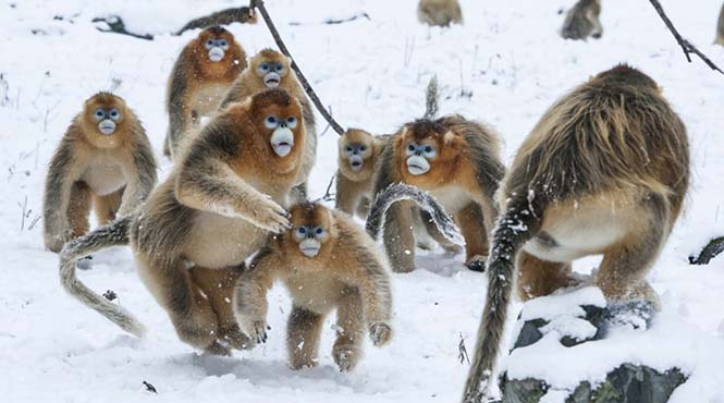 Μία ομάδα μαϊμούδων του γένους  golden snub-nosed κάπου στη Κίνα. Stephen Belcher, Νέα Ζηλανδία