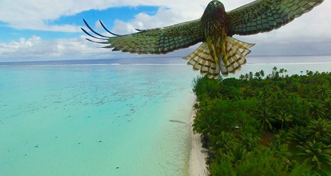 Bird attack in French Polynesia by Actua Drone 