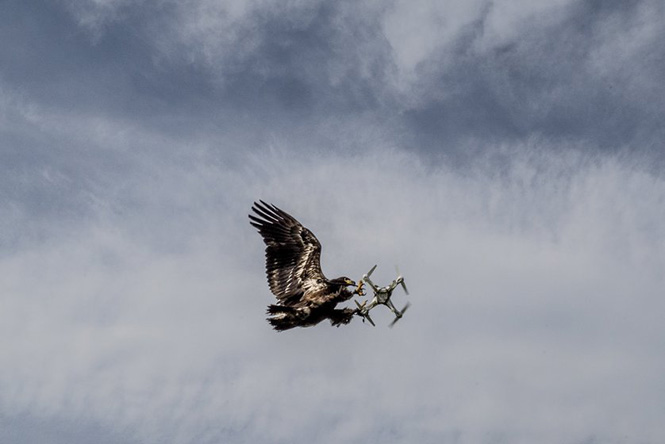 Ένας αετός, εκπαιδευμένος από την εταιρεία ασφαλείας Guard from Above της Ολλανδίας, πιάνει ένα drone, 31 Μαΐου 2016. Andrew Testa—The New York Times/Redux 