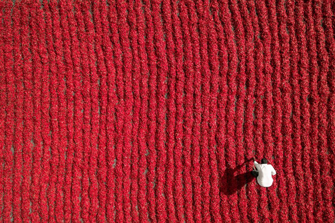 Red Chili Farmer, Guntur, India by Aurobird 