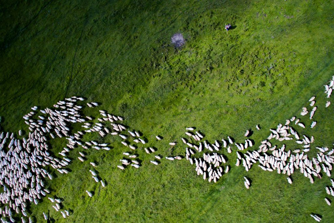 Swarm of sheep, Romania by Thedon 