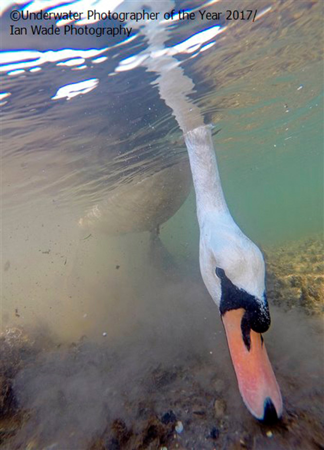 British Waters Compact THIRD: Mute Swan feeding underwater. by Ian Wade Photography 