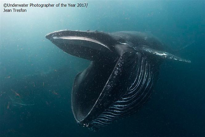 Behaviour RUNNER UP: Humpback whale feeding on krill. by Jean Tresfon