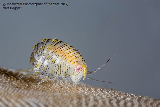 British Waters Macro RUNNER UP: Amphipod shrimp, Iphimedia obesa by Matt Doggett 