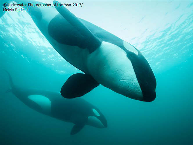 British Waters Wide Angle WINNER: Eye to eye by Melvin Redeker 