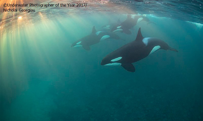 Up and coming British Underwater Photographer of the Year, 2017: Orca Pod by Nicholai Georgiou