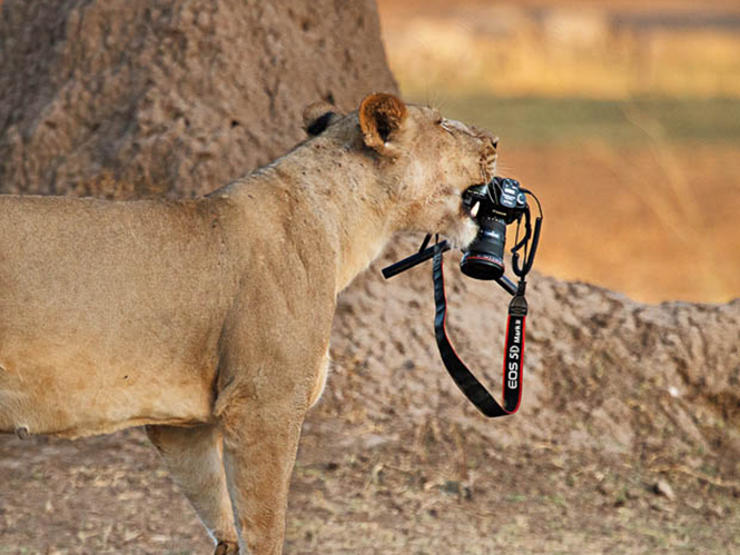 Λιοντάρι αντί να φάει το θήραμα του τρώει φωτογραφική μηχανή