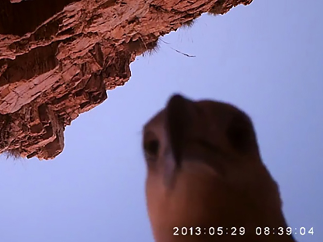 Αετός κλέβει κάμερα και καταγράφει την πτήση του