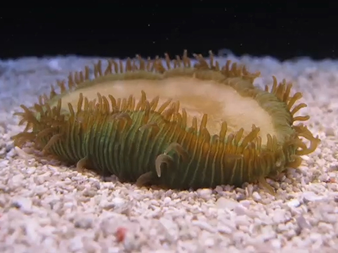 Δείτε την ζωή των κοραλλιών σε Time Lapse videos