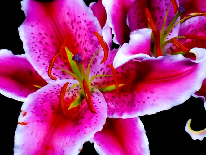 Time Lapse video παρουσιάζει την μαγεία των λουλουδιών