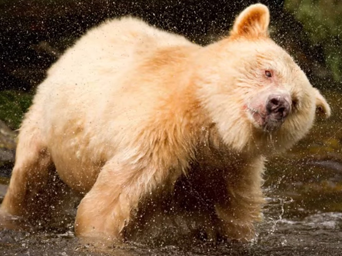 Η φωτογράφος άγριας ζωής Daisy Gilardini φωτογραφίζει τις σπάνιες αρκούδες “spirit bears”