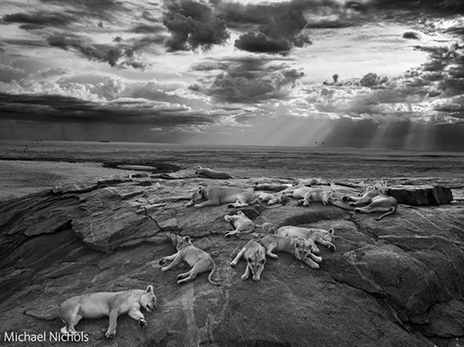 Ανακοινώθηκαν οι νικητές του Wildlife Photographer of the Year 2014