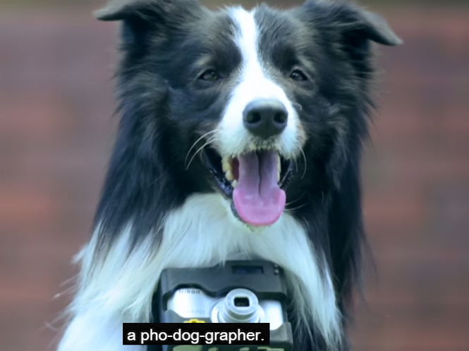 Η Nikon παρουσιάζει μηχανή για σκύλους που τραβάει με βάση τους ρυθμούς της καρδιάς