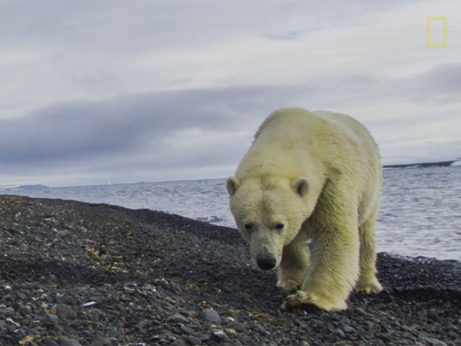 Δείτε μία πολική αρκούδα να παίρνει στο κυνήγι φωτογράφους