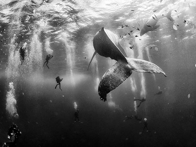 Ο φωτογράφος Anuar Patjane μιλάει για την αίσθηση να κολυμπάς με φάλαινες