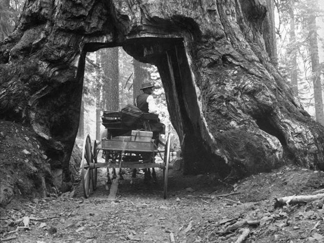 Carleton E. Watkins: Ο φωτογράφος που έσωσε το Yosemite