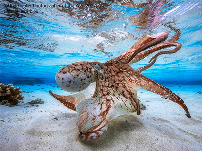 Underwater Photographer of the Year 2017: Ανακοινώθηκαν οι νικητές