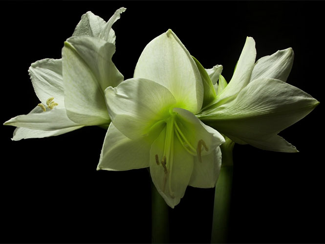 Spring: Ένα φοβερό Time Lapse λουλουδιών που χρειάστηκε 3 χρόνια για να γίνει