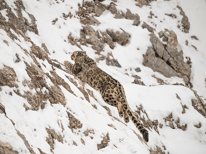Ο  Vincent Munier στα χνάρια της λεοπάρδαλης του χιονιού