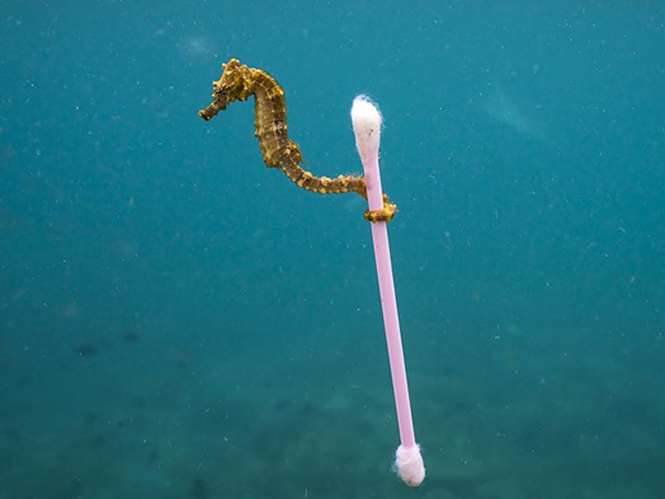 Η μόλυνση του πλανήτη αποτυπωμένη σε μία φωτογραφία ενός ιππόκαμπου 3.8 εκατοστών