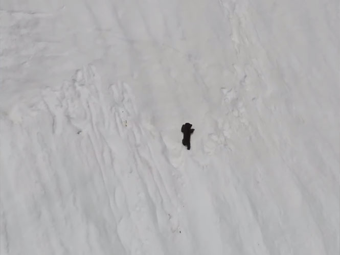 Στο video με το αρκουδάκι που παλεύει να φτάσει στη μαμά του ο φωτογράφος κάνει ένα τεράστιο λάθος