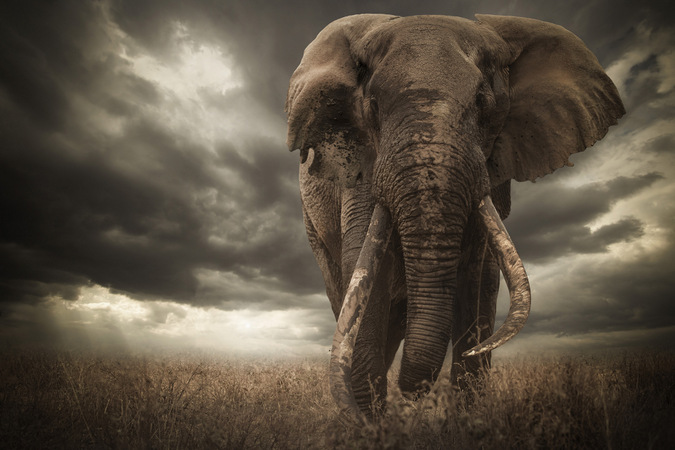 Αποκλείστηκε ο νικητής διαγωνισμού φωτογραφίας άγριας ζωής για τα αυτιά ενός ελέφαντα