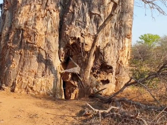 Φωτογράφος άγριας ζωής έφτασε βήματα από μία λεοπάρδαλη που κοιμόταν