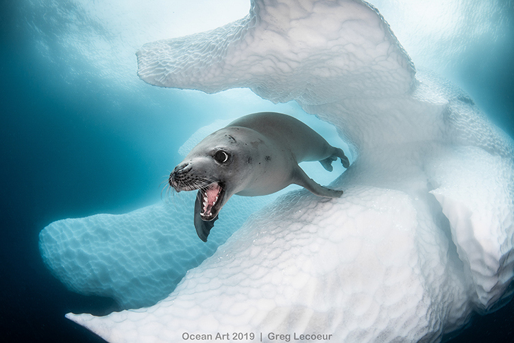 Ocean Art Underwater Photo Competition: Ανακοινώθηκαν οι νικητές και οι φοβερές εικόνες τους!