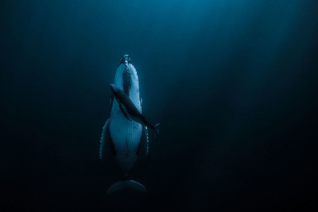 HIPA: Αυτοί είναι οι μεγάλοι νικητές του διαγωνισμού “Nερό”, το πρώτο βραβείο και 120.000 δολάρια σε μία υποβρύχια λήψη μίας φάλαινας που κοιμάται!
