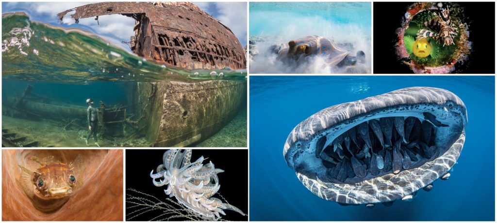 Underwater Photo Contest 2020: Δείτε τις σπουδαίες εικόνες των νικητών του διαγωνισμού του Scuba Diving Magazine!